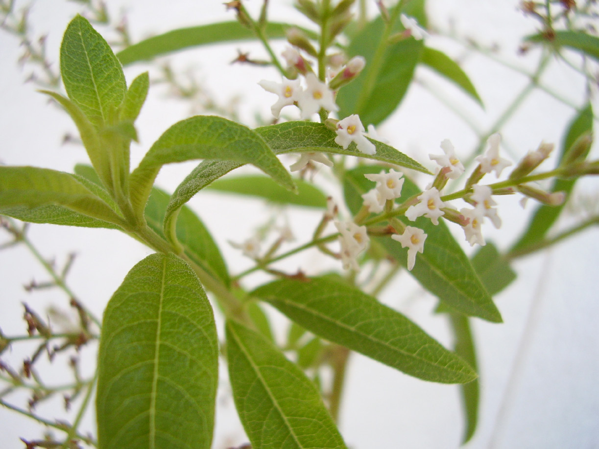 Lippia citriodora Lippia citriodora